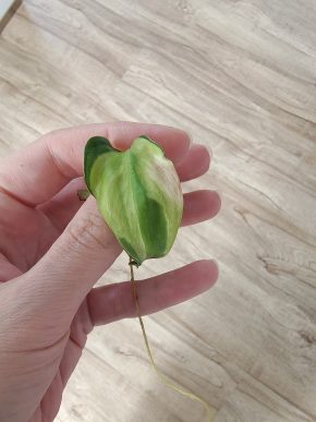Philodendron hederaceum Cream Splash