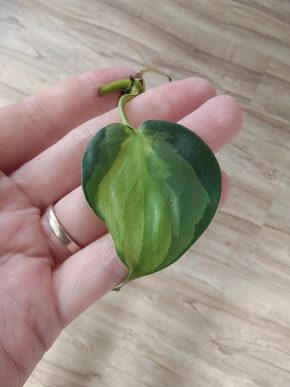 Philodendron hederaceum Cream splash