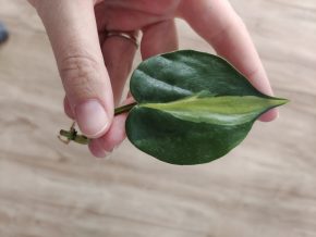 Philodendron hederaceum Cream Splash