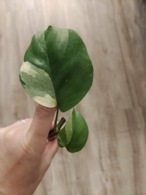Rhaphidophora tetrasperma albo var.