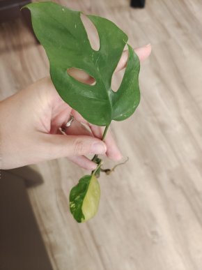 Rhaphidophora tetrasperma albo var. Řízek