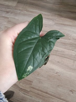 Syngonium Aureum var.