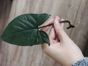 Syngonium Aureum var.