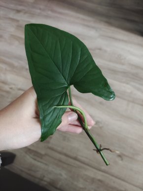 Syngonium Aureum var.