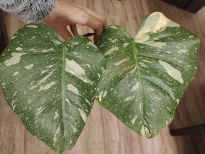 Monstera Thai Constellation řízek