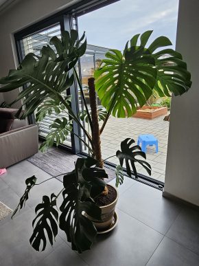 Monstera Deliciosa