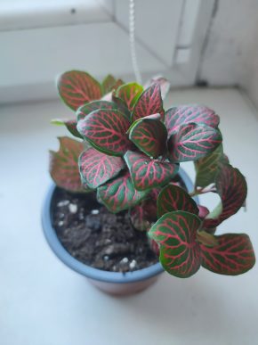 Fitónie / Fittonia / Hadí kůže #3