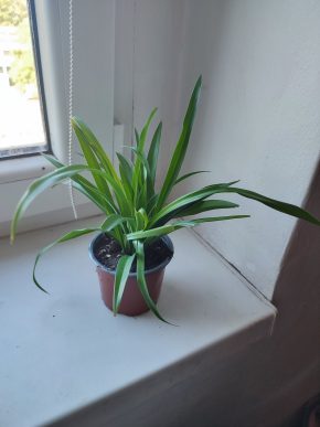 Zelenec / Chlorophytum comosum #2