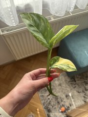 IMG_0087.jpeg