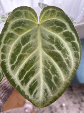 Anthurium silver blush mint