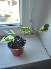 IMG_20250826_091639.jpg