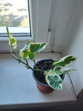 Šplhavnice / epipremnum / pothos N'joy #1