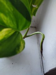 IMG_20250826_092245.jpg