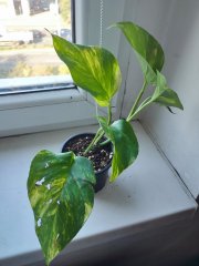 IMG_20250826_092233.jpg