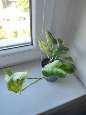 Větší Šplhavnice / epipremnum / potos Marble queen #2