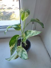 IMG_20250826_091631.jpg