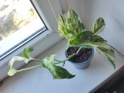 IMG_20250826_091623.jpg