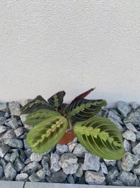 Maranta Fascinator