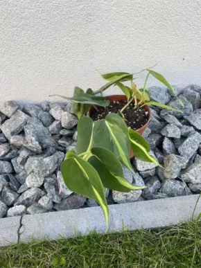 Philodendron Brasil
