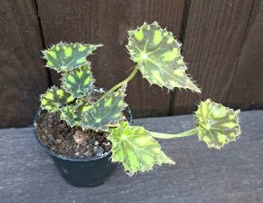 Begonia bowerae tiger (malá)