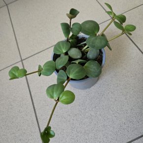 Peperomia rotundifolia