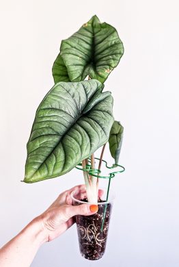 Alocasia Platinum sběratelská rostlina
