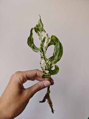 Monstera Laniata Mottled #2