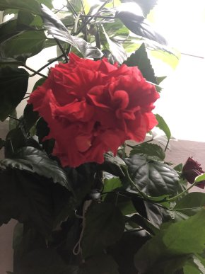 Červený plnokvětý ibišek (hibiscus) sazeničky