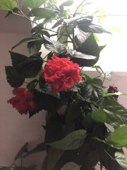 IMG_0678.jpeg