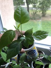 IMG_0937.jpeg