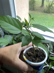 IMG_0938.jpeg