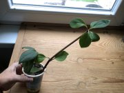 IMG_0943.jpeg