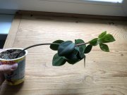 IMG_0942.jpeg