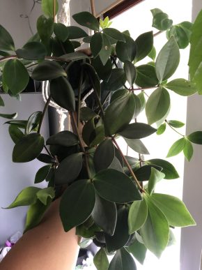 Pepřinec převislý (Peperomia Tetraphylla) sazeničky
