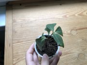 IMG_0944.jpeg