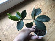 IMG_0945.jpeg