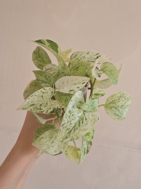 Epipremnum Snow Queen