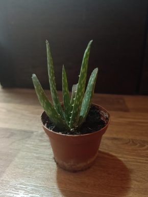 Aloe vera