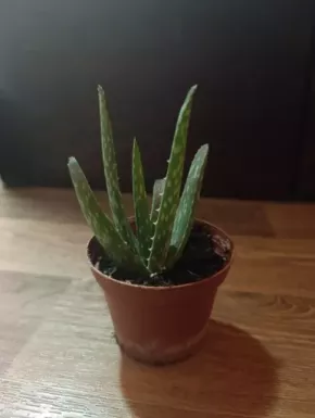 Aloe vera