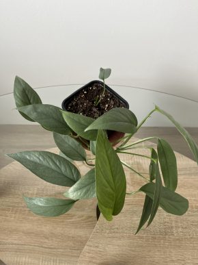 Epipremnum Cebu Blue