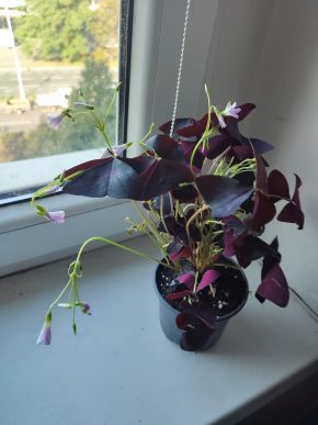 Šťavel trojhraný / Oxalis triangularis #1