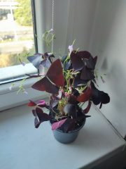 IMG_20250828_084436.jpg