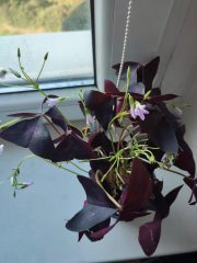 IMG_20250828_084442.jpg