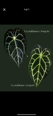 image9.png