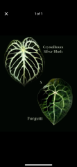 image8.png