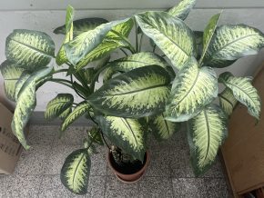 Dieffenbachia