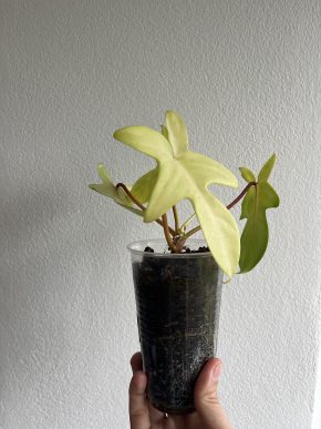 Philodendron Florida Ghost