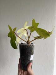 IMG_6039.jpeg