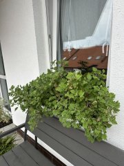 IMG_6310.jpeg