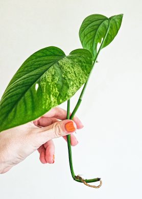 Epipremnum Pinnatum Albo Variegated